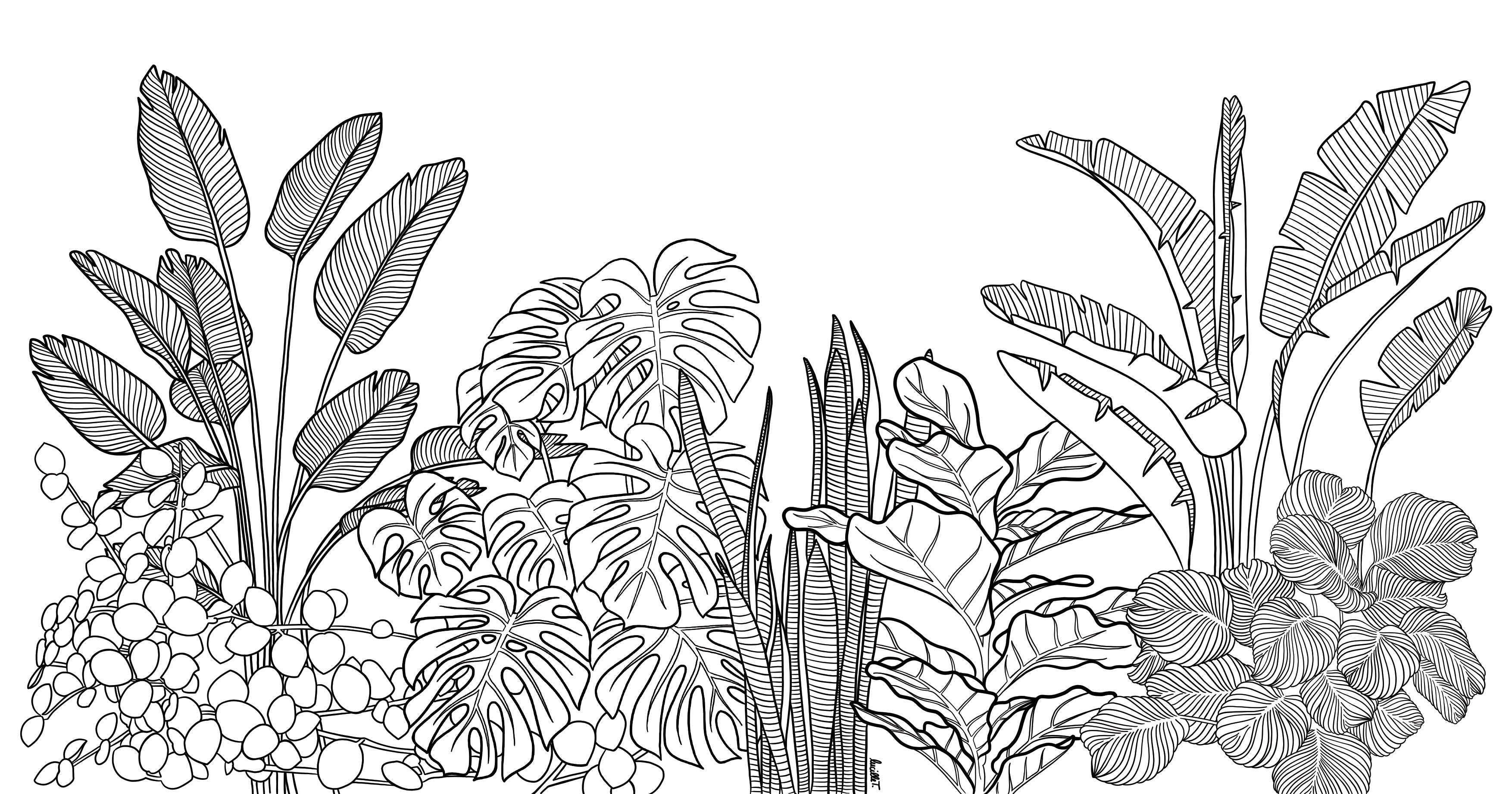 Papier peint Jungle courante