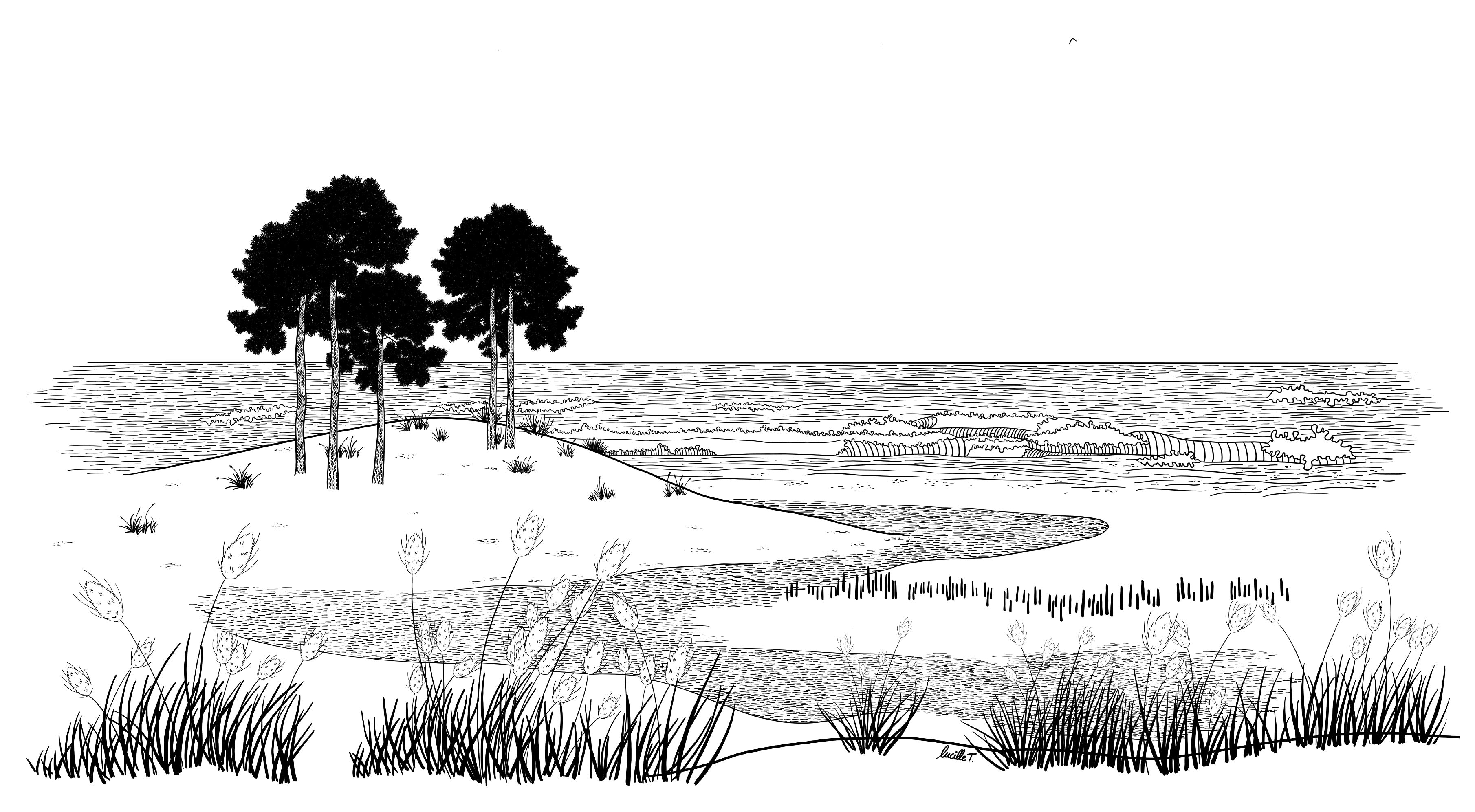 Papier peint panoramique Ruisseau sur Plage de Lucille T représentant un paysage du littoral avec un ruisseau, des pins et des parcs à huîtres.